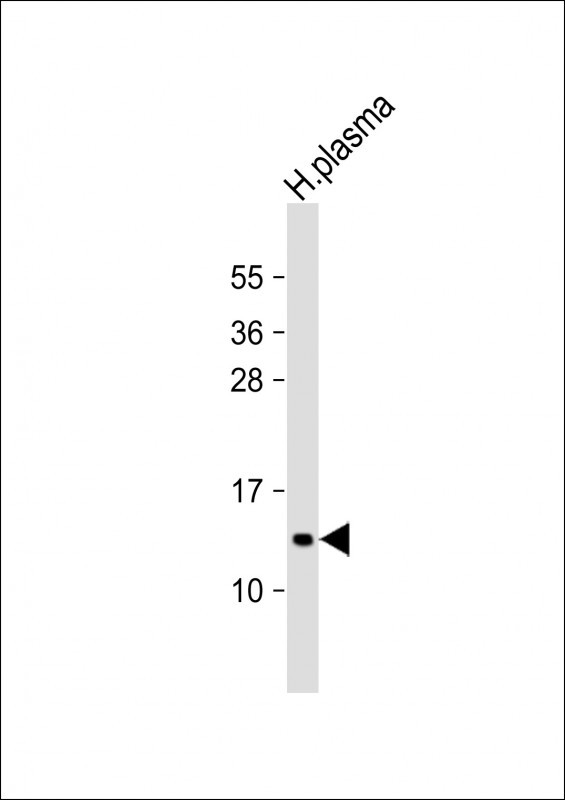 WB - APOC3 Antibody (C-term) AP7797b